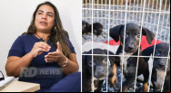 Animais envenenados ou desnutridos s